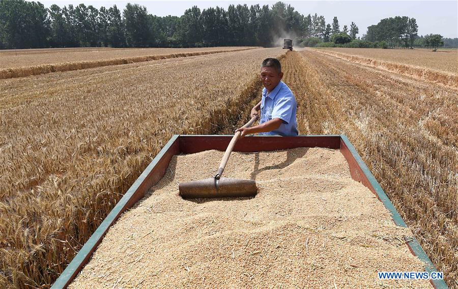 CHINA-HENAN-TAXI DRIVER-WHEAT HARVEST (CN)