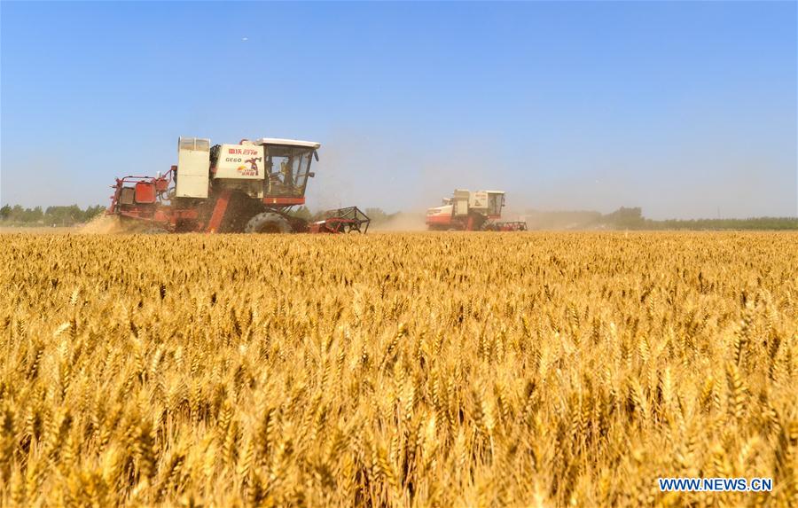 CHINA-HEBEI-WHEAT HARVEST(CN)