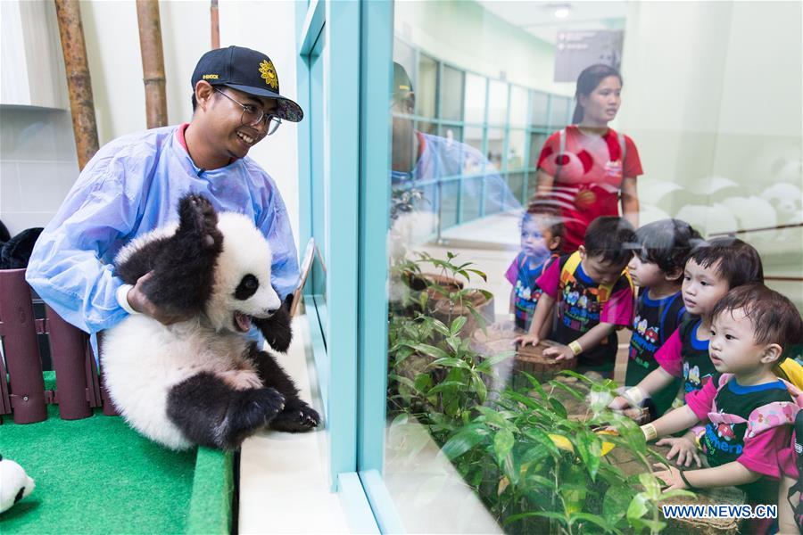 MALAYSIA-KUALA LUMPUR-PANDA-FEEDER