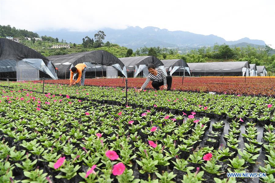 CHINA-CHONGQING-FLOWER PLANTING-INCOME RISING (CN)