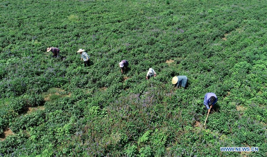 CHINA-HEBEI-CHINESE HERB-PLANTATION (CN)