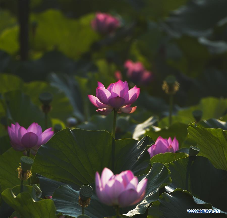 #CHINA-SUMMER-LOTUS FLOWER (CN)