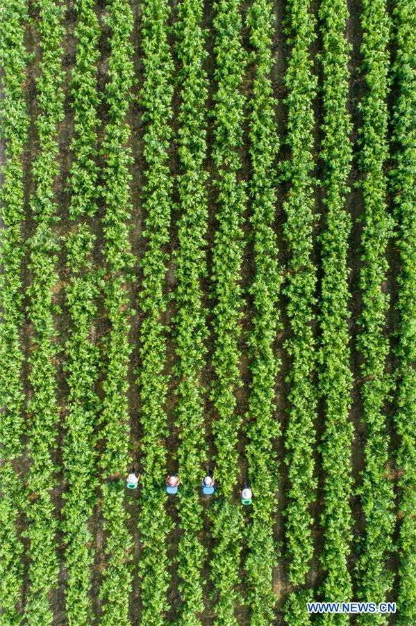 #CHINA-LESSER HEAT-FARMING (CN)