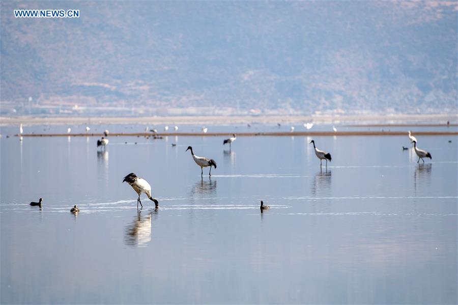 CHINA-WETLAND PROTECTION (CN)