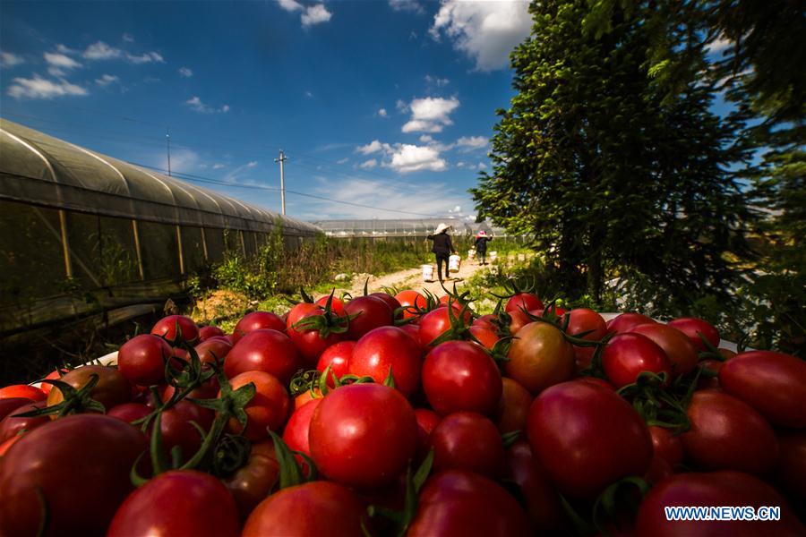 #CHINA-GUIZHOU-CHERRY TOMATOES-HARVEST (CN)