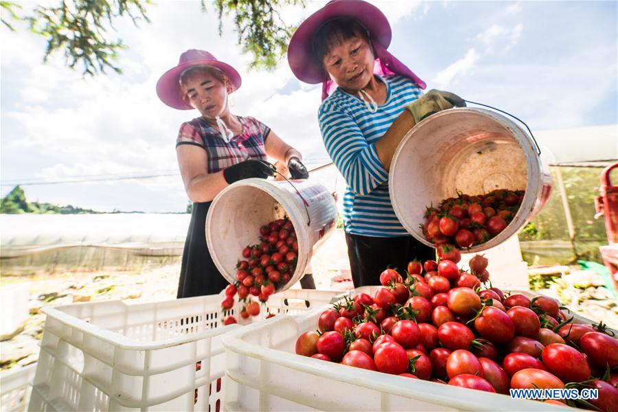 #CHINA-GUIZHOU-CHERRY TOMATOES-HARVEST (CN)