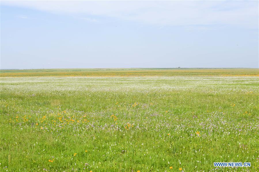 CHINA-INNER MONGOLIA-XILINGOL-GRASSLAND (CN)