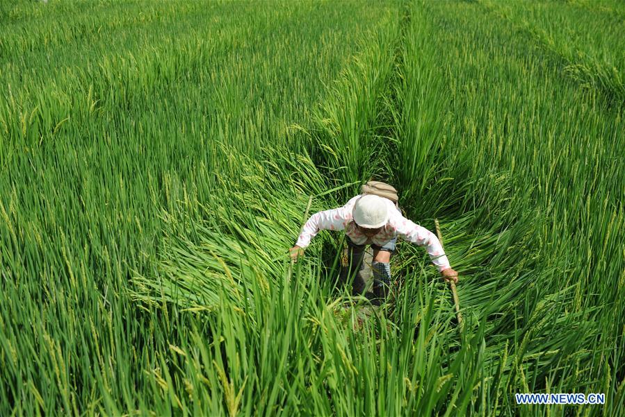 #CHINA-GUIZHOU-CENGONG-AGRICULTURE-RICE (CN)*