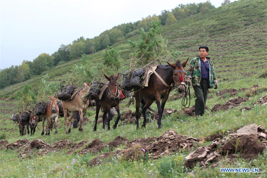 #CHINA-HEBEI-FENGNING-AFFORESTATION (CN)