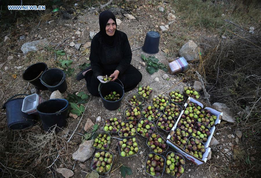 MIDEAST-NABLUS-FIGS-CULTIVATION