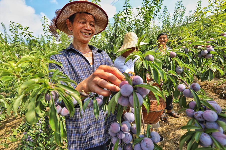 CHINA-GUIZHOU-ZUNYI-PLUM-HARVEST (CN)