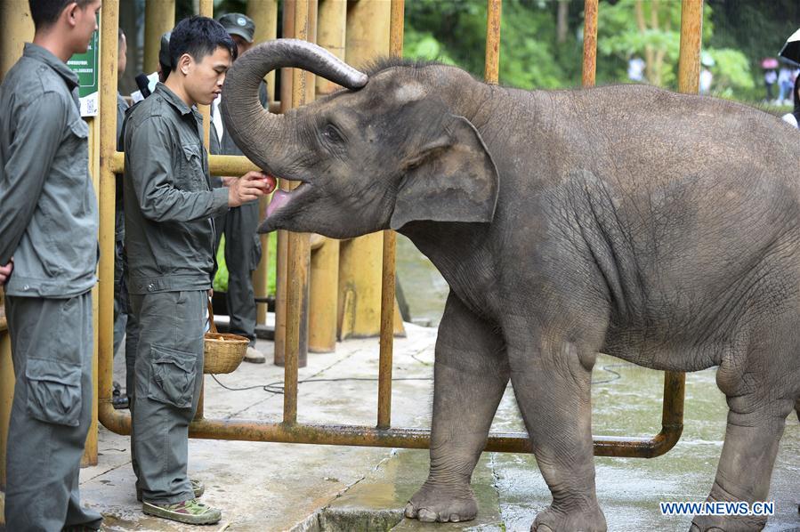 CHINA-YUNNAN-XISHUANGBANNA-WORLD ELEPHANT DAY (CN)