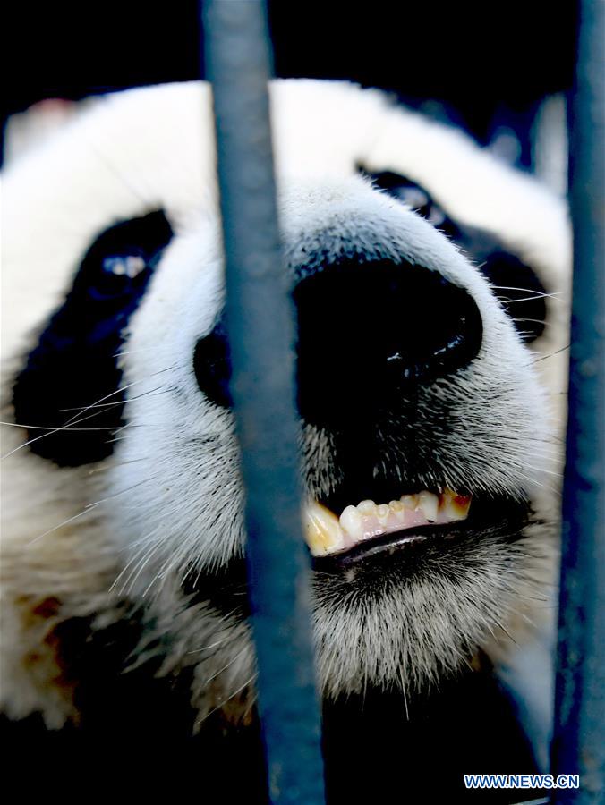 CHINA-CHANGCHUN-GIANT PANDAS-TRANSPORT (CN)