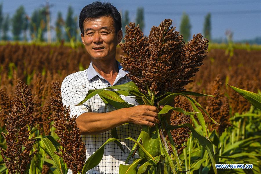 CHINA-HEBEI-ZAOQIANG-AGRICULTURE (CN)