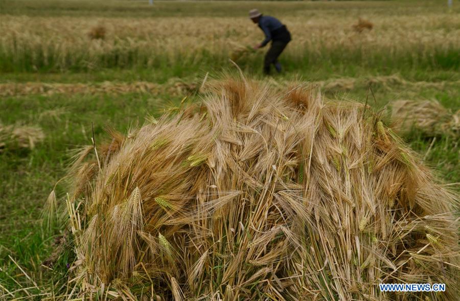 CHINA-TIBET-AGRICULTURE-HARVEST (CN)