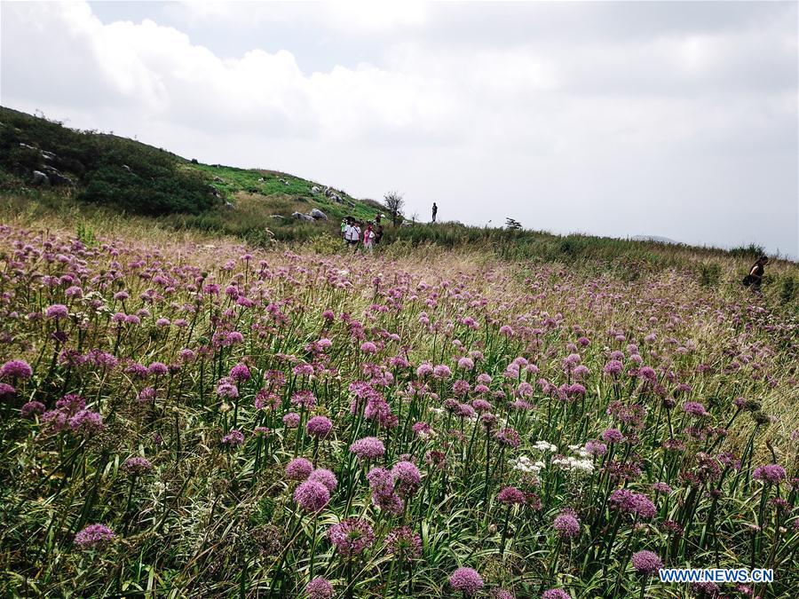 CHINA-GUIZHOU-CHIVE FLOWER (CN)