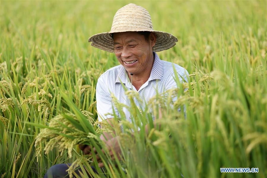 #CHINA-AUTUMN-PADDY FIELDS (CN)