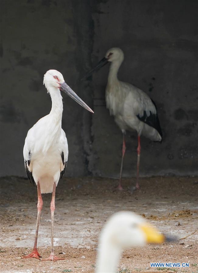 CHINA-HEBEI-CAOFEIDIAN-ORIENTAL WHITE STORK-RELEASE (CN)