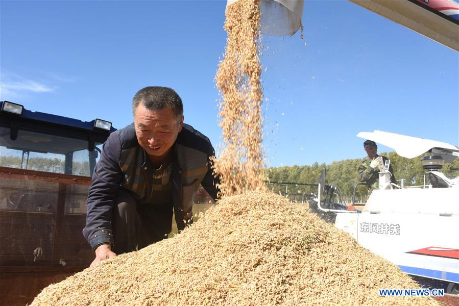 #CHINA-HEILONGJIANG-RICE-HARVEST (CN)