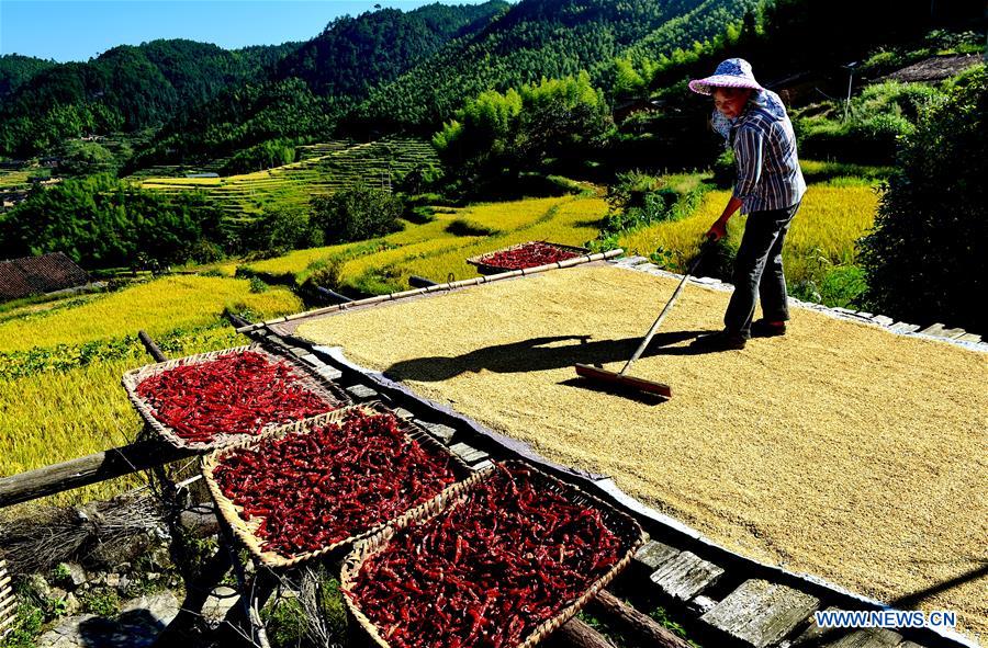 CHINA-FUJIAN-WUYI MOUNTAIN-HARVEST(CN)