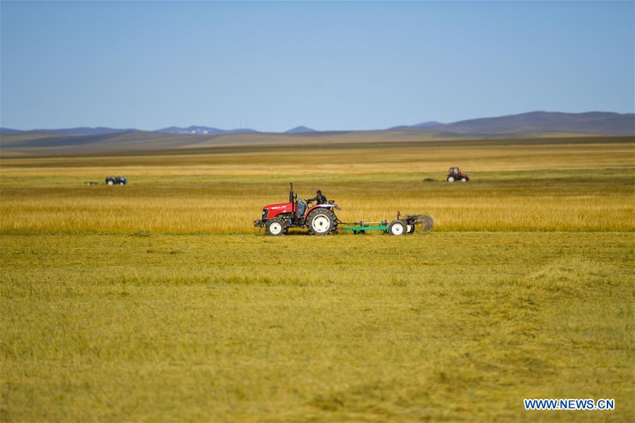 CHINA-INNER MONGOLIA-GRASS-HARVEST (CN)