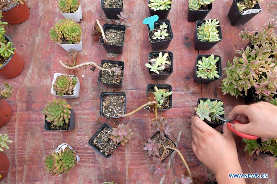 CHINA-JIANGXI-SUCCULENT PLANTS (CN)