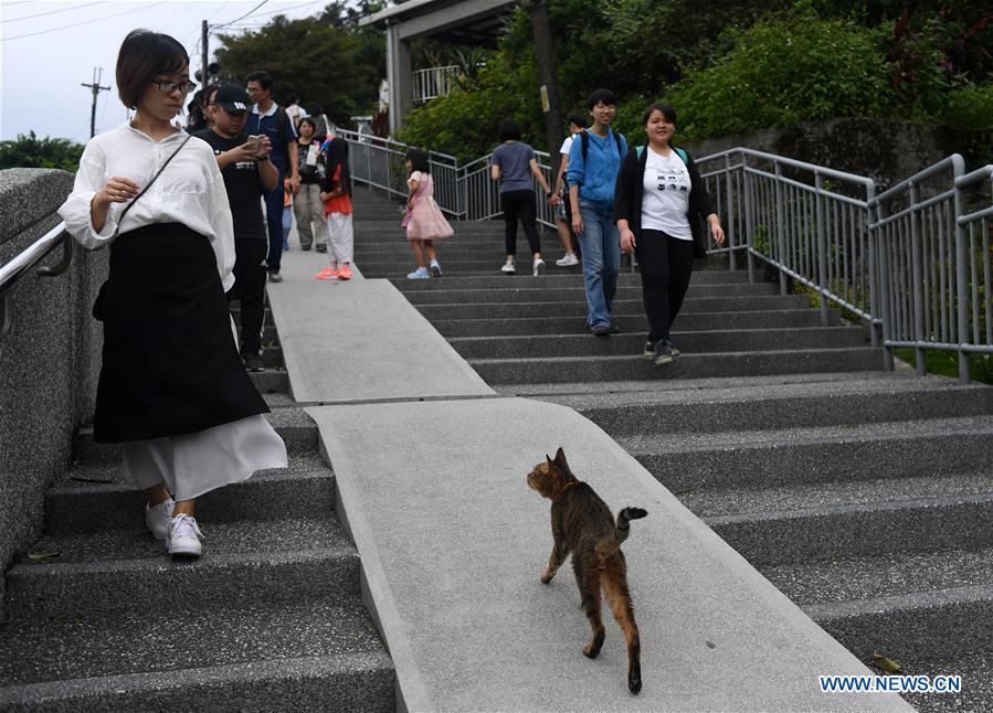 CHINA-XINBEI CITY-HOUDONG TOWN-CAT TOURISM (CN) 