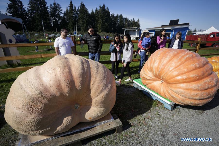 CANADA-LANGLEY-GIANT PUMPKIN WEIGH-OFF EVENT