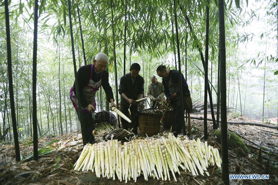 #CHINA-GUIZHOU-ECONOMY-BAMBOO SHOOT-HARVEST (CN)