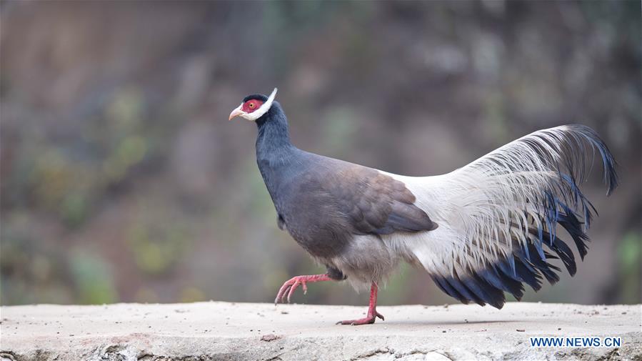 CHINA-SHANXI-JIAOCHENG-BIRD (CN)