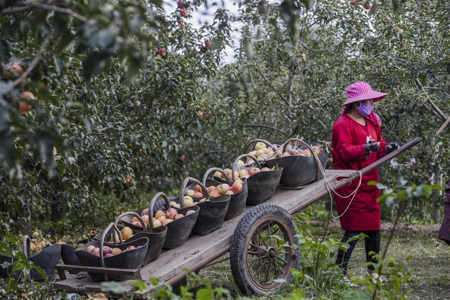 Xinhua Headlines: Man-made oasis: Xinjiang