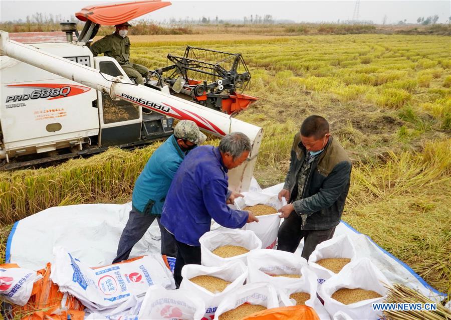 CHINA-HEBEI-RICE-HARVEST (CN)