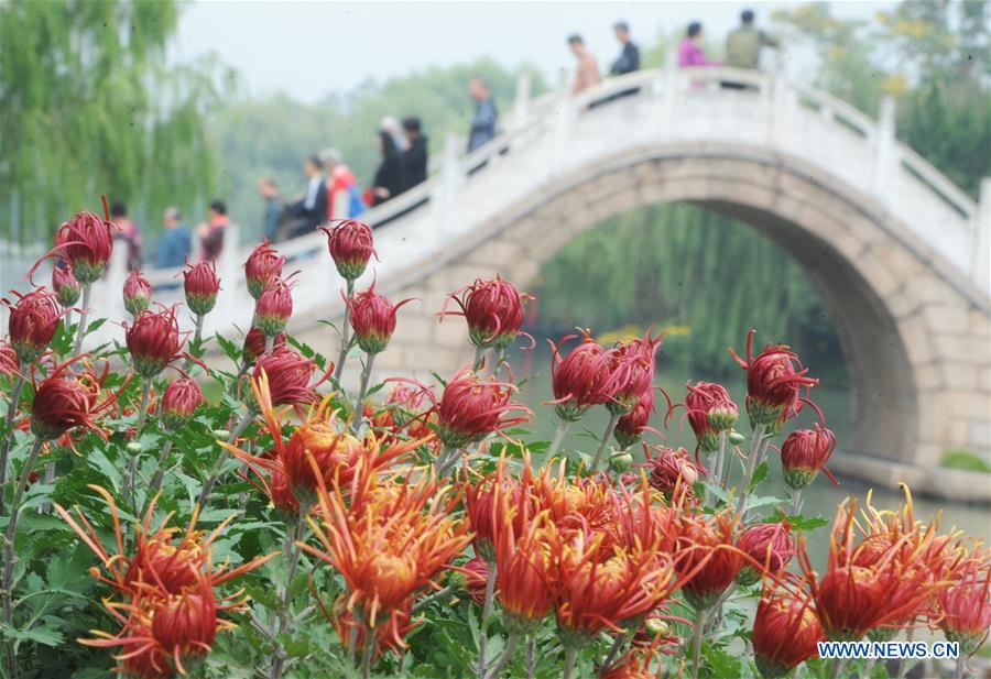 #CHINA-JIANGSU-FAIR-CHRYSANTHEMUM (CN)