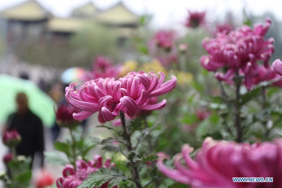 #CHINA-JIANGSU-FAIR-CHRYSANTHEMUM (CN)