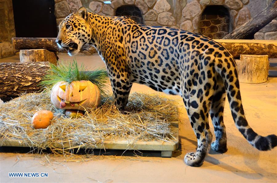 RUSSIA-NIZHNY NOVGOROD-HALLOWEEN-ZOO