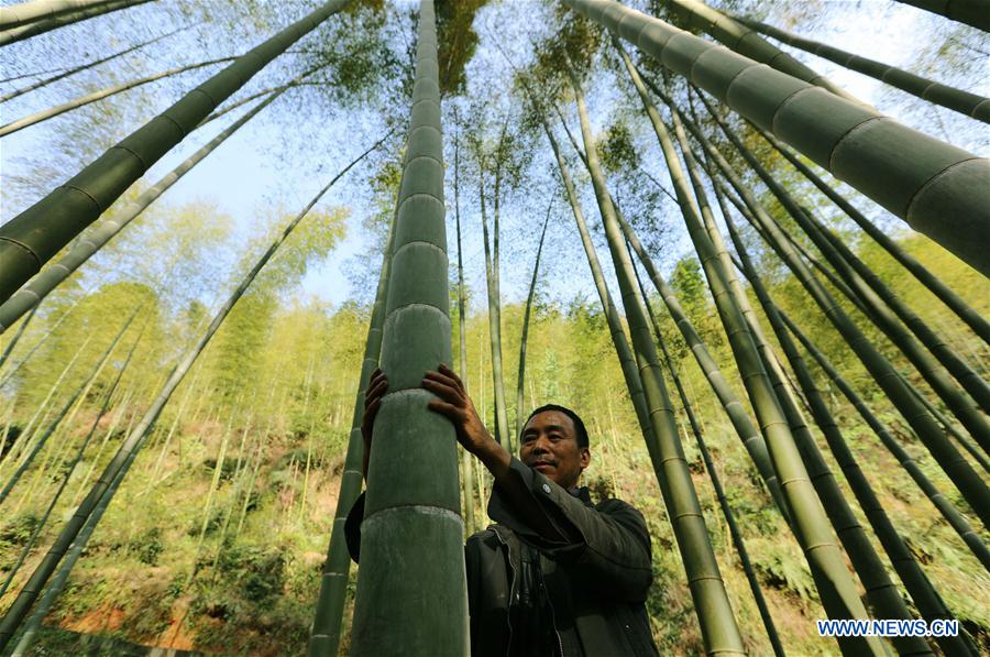 #CHINA-GUIZHOU-CHISHUI-BAMBOO (CN)