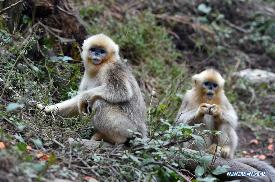 CHINA-GANSU-YUHE-GOLDEN MONKEY (CN)