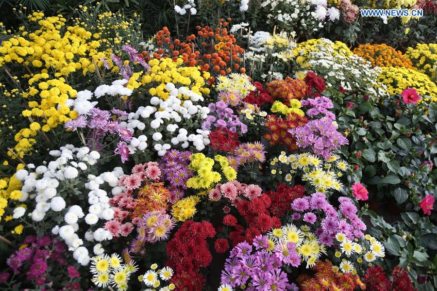 NEPAL-LALITPUR-CHRYSANTHEMUM FLOWER EXPO