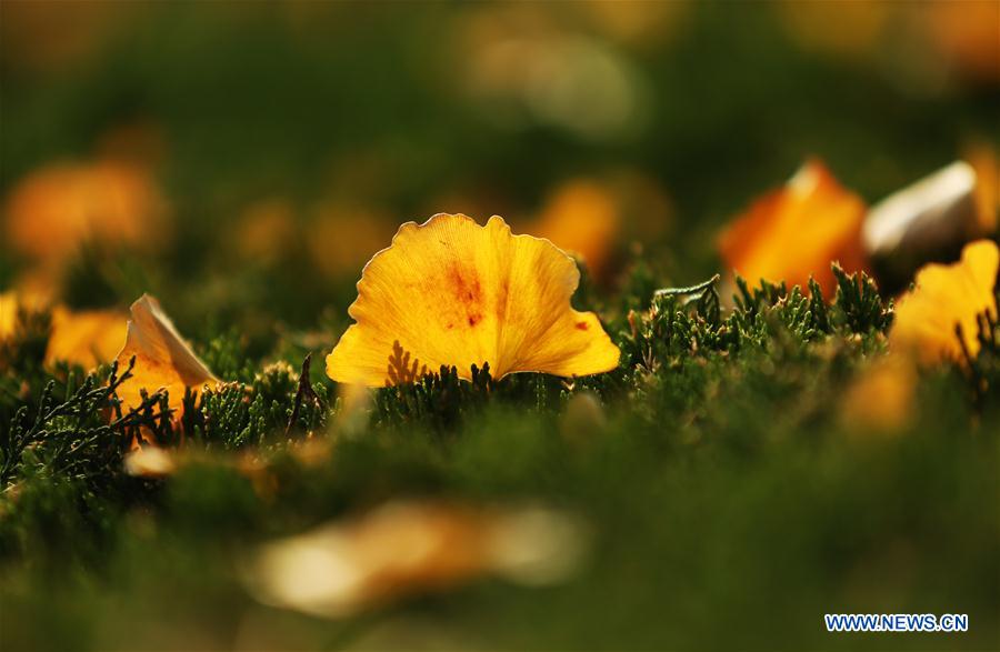 #CHINA-AUTUMN-SCENERY-LEAVES (CN)