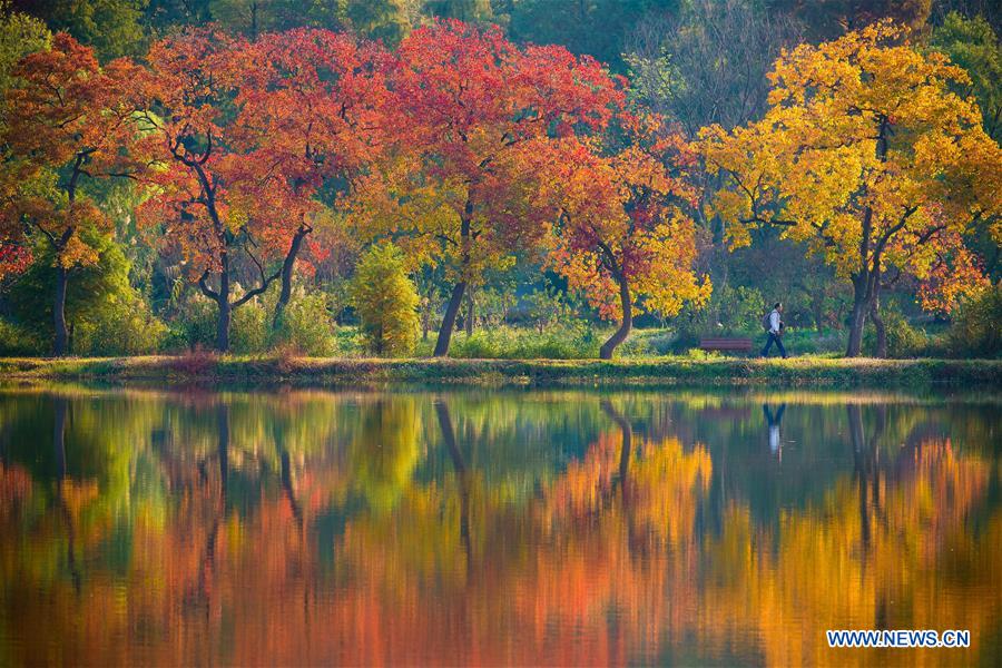 #CHINA-NANJING-AUTUMN SCENERY (CN)