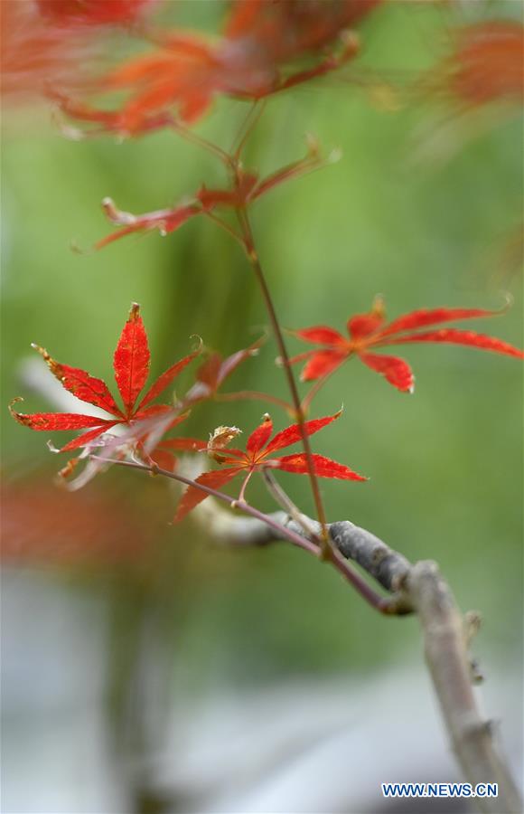 #CHINA-HUBEI-AUTUMN SCENERY (CN)