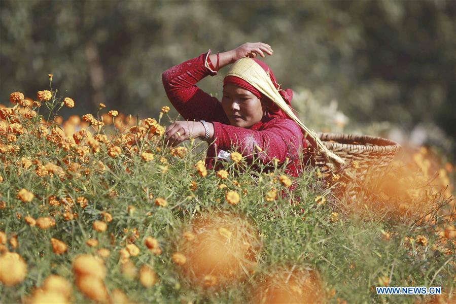 NEPAL-KATHMADNU-TIHAR FESTIVAL-MARIGOLD FLOWER