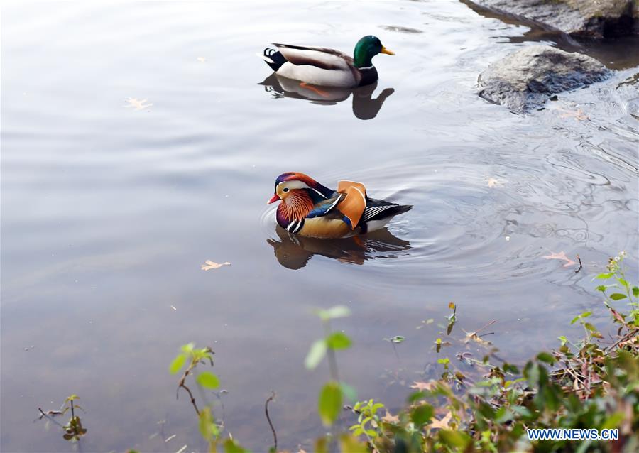 U.S.-NEW YORK-MANDARIN DUCK