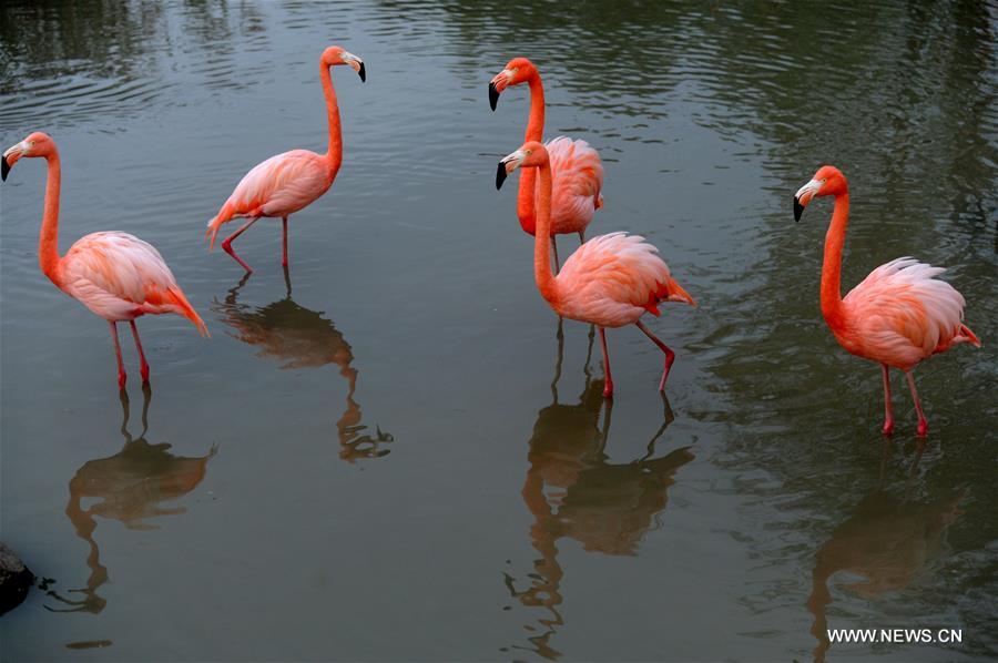 #CHINA-JIANGSU-FLAMINGOS (CN)