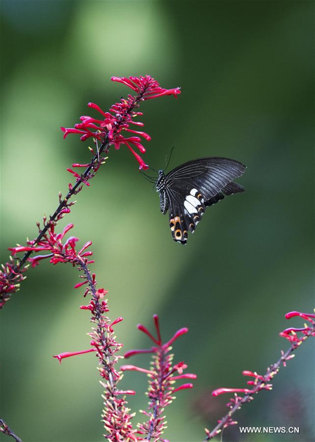 CHINA-FUZHOU-FLOWERS-BUTTERFLY (CN) 