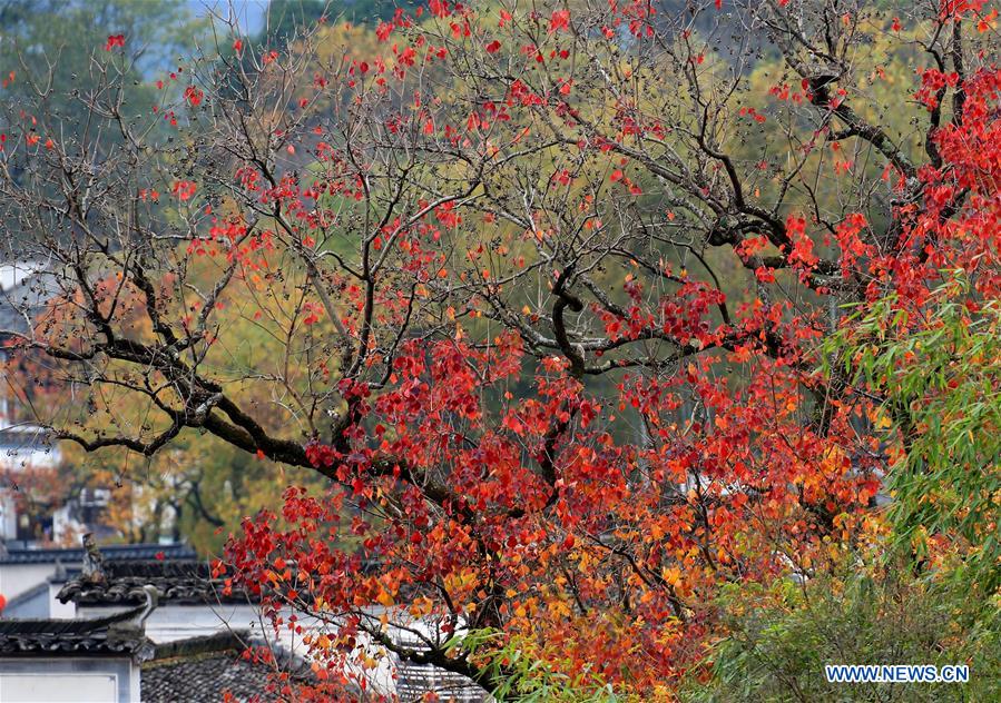 #CHINA-ANHUI-RURAL SCENERY (CN)