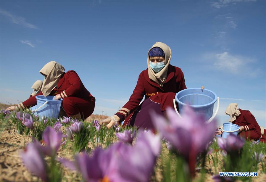 AFGHANISTAN-HERAT-SAFFRON FIELD