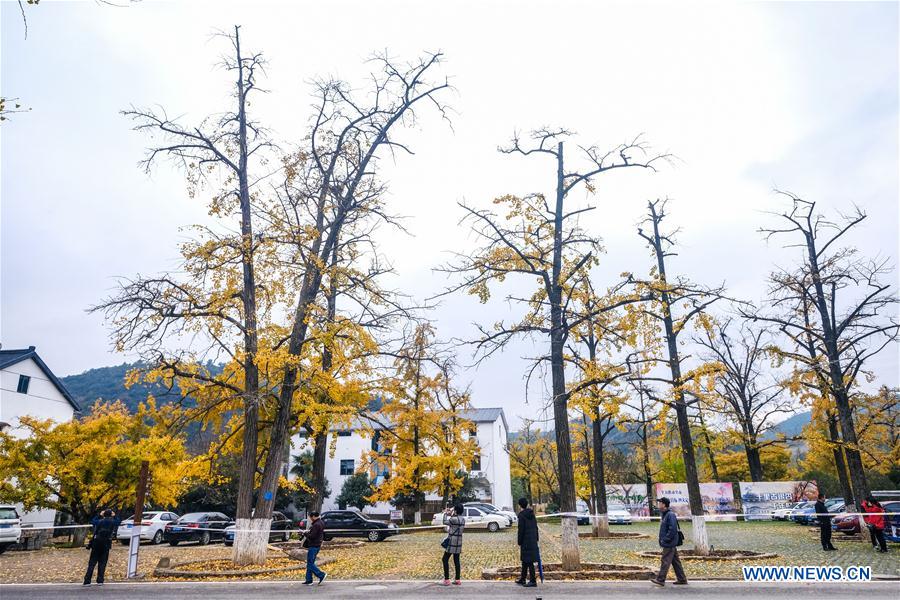 CHINA-ZHEJIANG-CHANGXING-GINKGO-SCENERY (CN) 