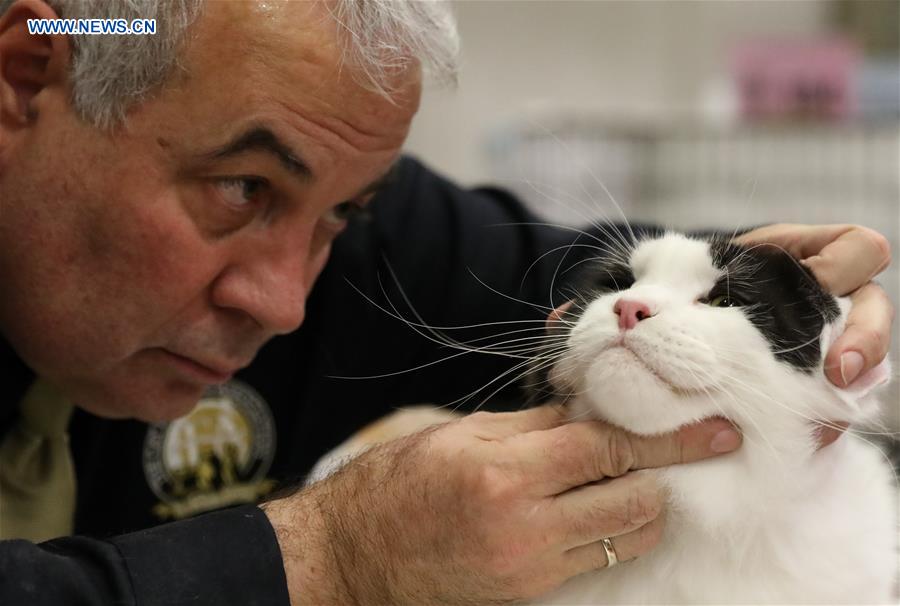 ITALY-BOLOGNA-AMERICAN CAT SHOW