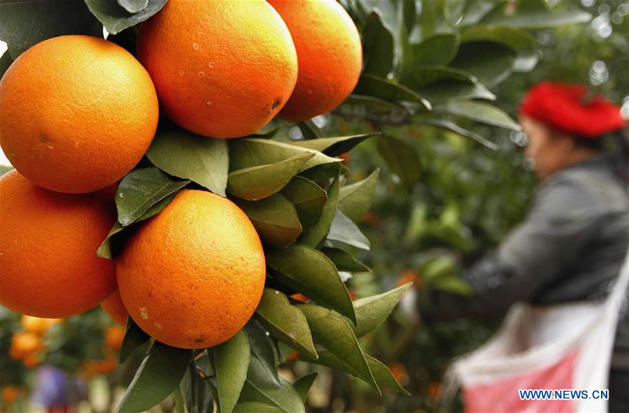 #CHINA-JIANGXI-NAVEL ORANGE-HARVEST (CN)